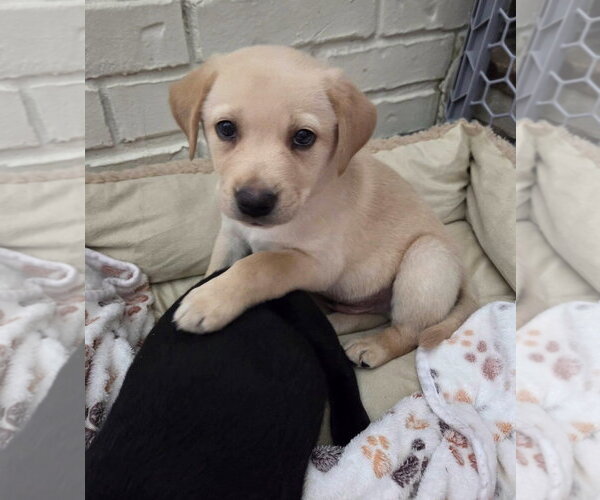 Medium Photo #4 Labrador Retriever-Unknown Mix Puppy For Sale in Wakefield, RI, USA