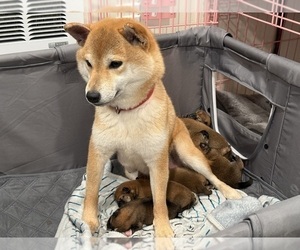 Mother of the Shiba Inu puppies born on 03/08/2025