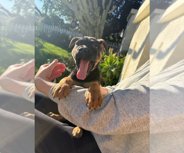 Medium Photo #4 Labrador Retriever-Unknown Mix Puppy For Sale in Dana Point, CA, USA