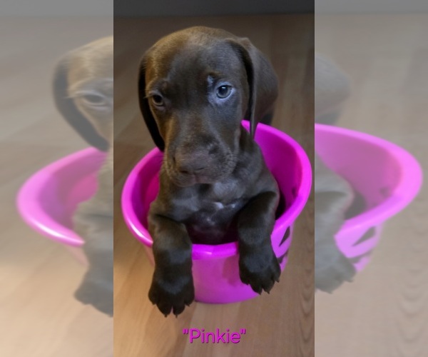 Medium Photo #4 German Shorthaired Pointer Puppy For Sale in CYPRESS, TX, USA