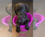 Puppy Pink German Shorthaired Pointer