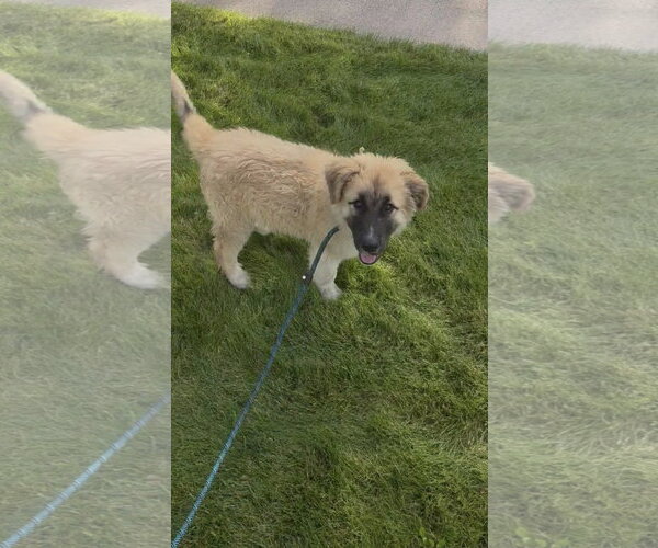 Medium Photo #1 Anatolian Shepherd-Unknown Mix Puppy For Sale in Bountiful, UT, USA