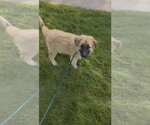 Small Anatolian Shepherd Mix