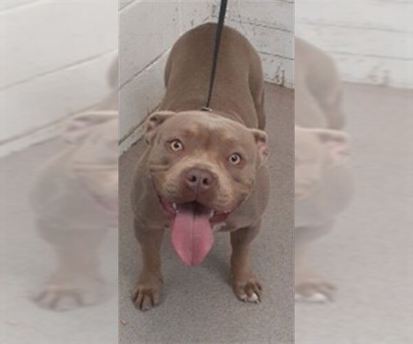 Medium Photo #1 Mutt Puppy For Sale in San Bernardino, CA, USA