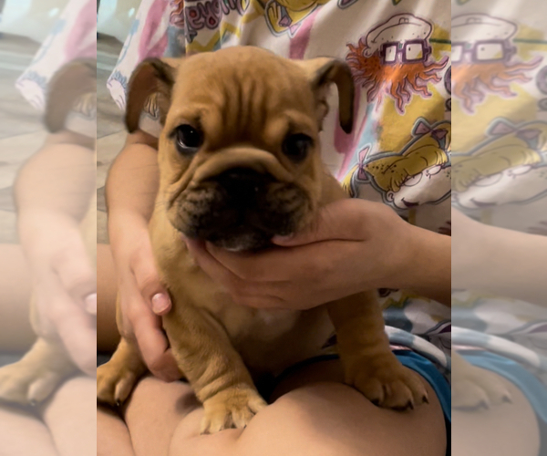Medium Photo #4 English Bulldog Puppy For Sale in SPRING, TX, USA