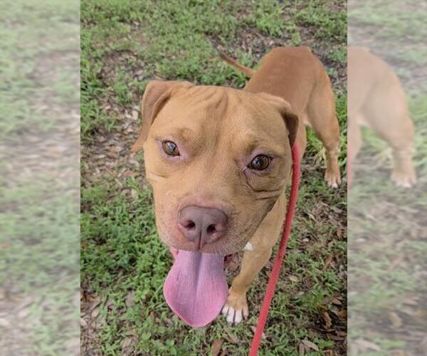 Medium Photo #3 Mutt Puppy For Sale in Fort Lauderdale, FL, USA