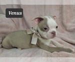 Small Photo #5 Boston Terrier Puppy For Sale in MINERAL WELLS, WV, USA