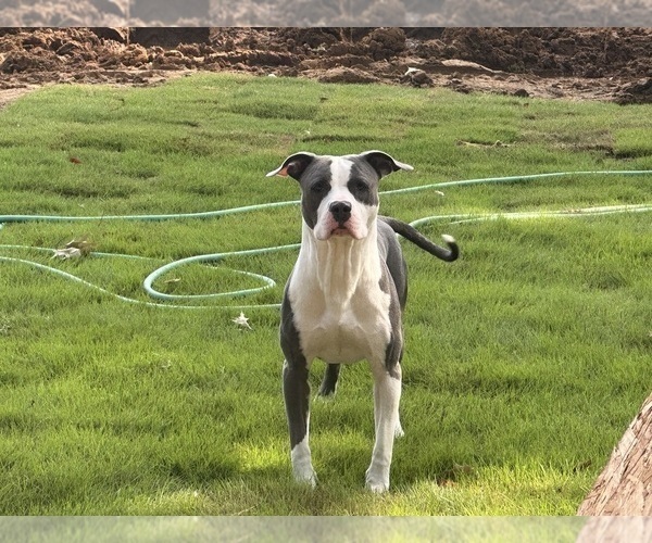 Medium Photo #1 American Bully Puppy For Sale in HUNTSVILLE, AL, USA