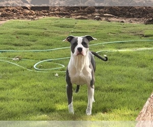 Father of the American Bully puppies born on 03/30/2026