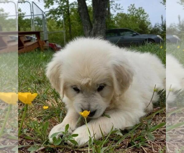 Medium Photo #4 English Cream Golden Retriever Puppy For Sale in SIMPSONVILLE, SC, USA