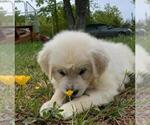 Small #3 English Cream Golden Retriever