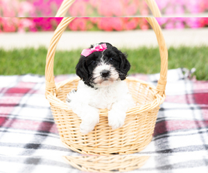 Cock-A-Poo Puppy for sale in MILLERSBURG, IN, USA