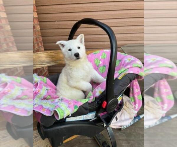 Medium Photo #2 German Shepherd Dog Puppy For Sale in GREENWOOD, WI, USA