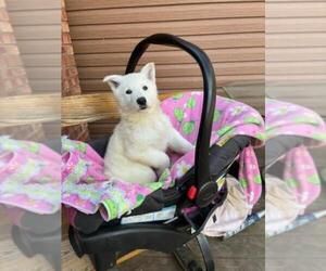 Medium German Shepherd Dog