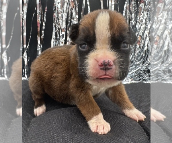 Medium Photo #8 Boxer Puppy For Sale in PAWNEE CITY, NE, USA