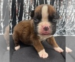 Small #7 Boxer