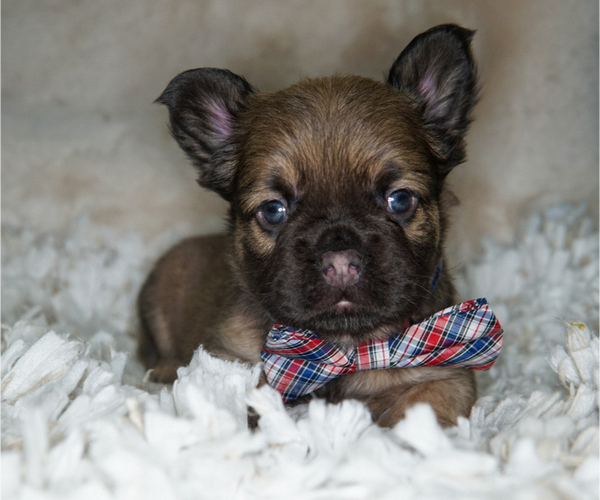Medium Photo #3 French Bulldog Puppy For Sale in WHEATFIELD, IN, USA