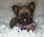 Small Photo #3 French Bulldog Puppy For Sale in WHEATFIELD, IN, USA