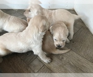 Golden Retriever Puppy for sale in GREELEY, CO, USA