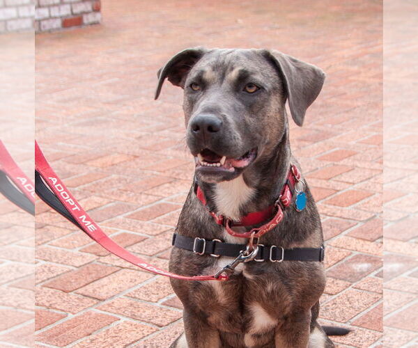 Medium Photo #5 Bulldog-German Shepherd Dog Mix Puppy For Sale in San Jose, CA, USA