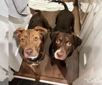 Small #6 Labrador Retriever Mix