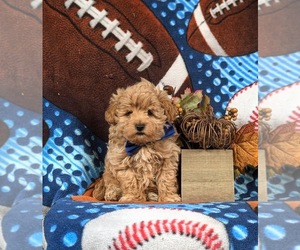 Maltipoo Puppy for sale in BIRD IN HAND, PA, USA