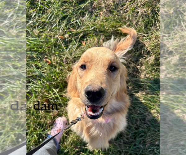 Medium Photo #4 Golden Retriever Puppy For Sale in COLUMBUS, IN, USA