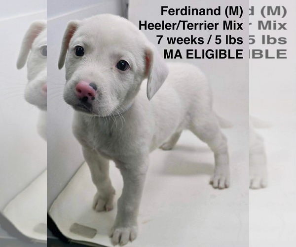 Medium Photo #4 Mutt Puppy For Sale in pomfret, CT, USA