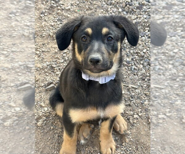 Medium Photo #3 Mutt Puppy For Sale in Dana Point, CA, USA