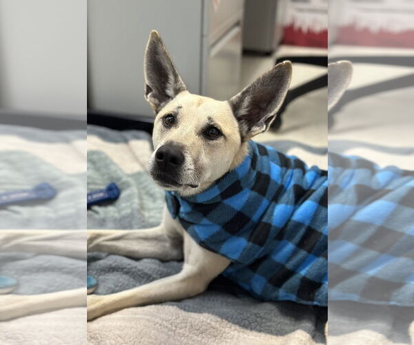 Medium Photo #2 Greyhound Puppy For Sale in Petaluma, CA, USA