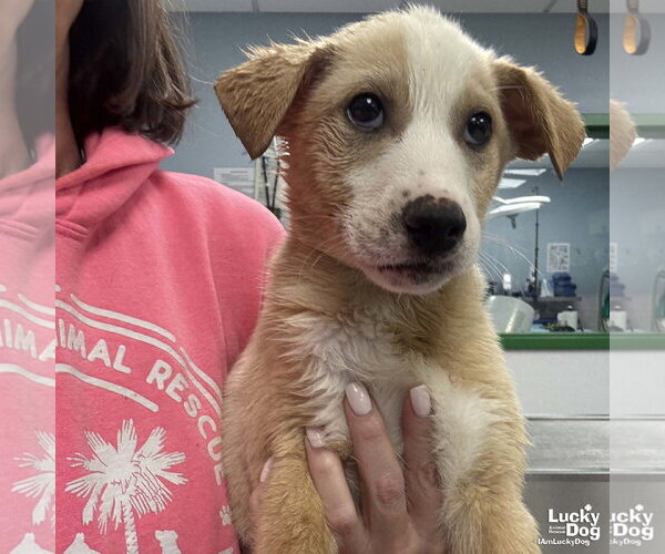 Medium Photo #1 Australian Shepherd-Unknown Mix Puppy For Sale in Washington, DC, USA