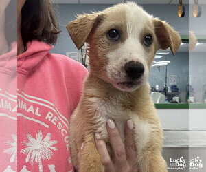Australian Shepherd-Unknown Mix Dogs for adoption in Washington, DC, USA