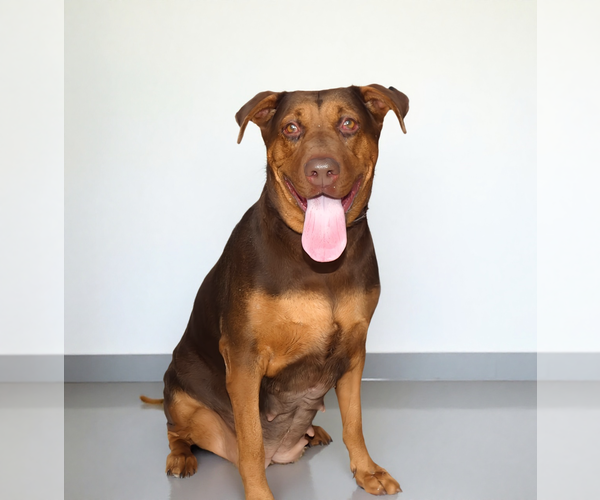 Medium Photo #2 Doberman Pinscher Puppy For Sale in Pasadena, CA, USA