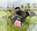 Small #5 French Bulldog Mix