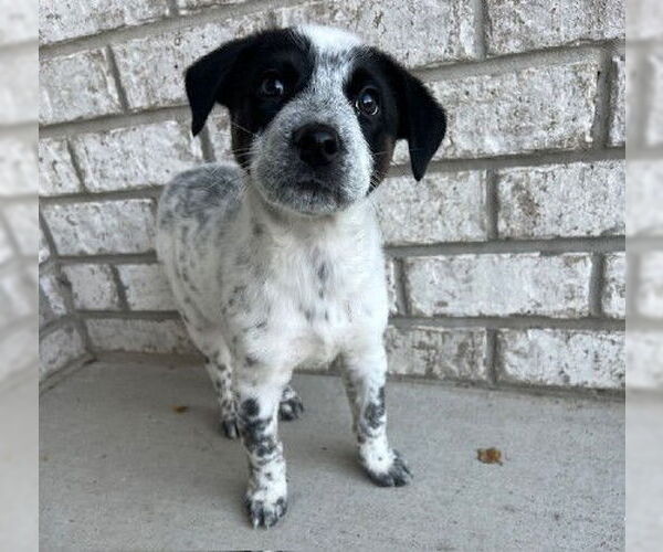 Medium Photo #1 Border Collie-Unknown Mix Puppy For Sale in Genesee, WI, USA