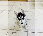 Small Photo #38 Siberian Husky Puppy For Sale in WASHBURN, WI, USA