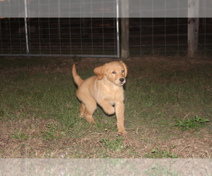 Golden Retriever Puppy for Sale in LEHIGH ACRES, Florida USA