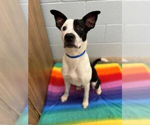 Border Collie-Unknown Mix Dogs for adoption in Brighton, CO, USA