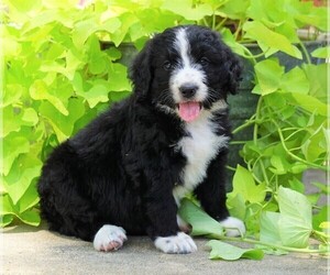 Bernedoodle Puppy for sale in FREDERICKSBG, OH, USA