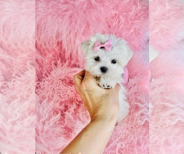 Medium Photo #5 Maltese Puppy For Sale in BOSTON, MA, USA