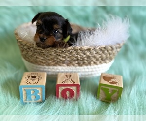 Yorkshire Terrier Puppy for sale in WILLISTON, SC, USA