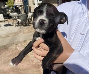 Bullypit Puppy for sale in TUCSON, AZ, USA