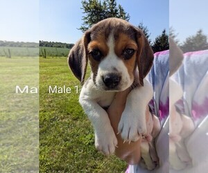 Beagle Puppy for sale in ELWOOD, IN, USA