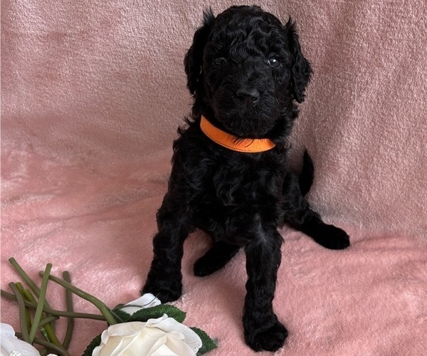 Medium Photo #14 Poodle (Standard) Puppy For Sale in TEMECULA, CA, USA