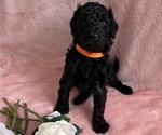 Small #2 Poodle (Standard)