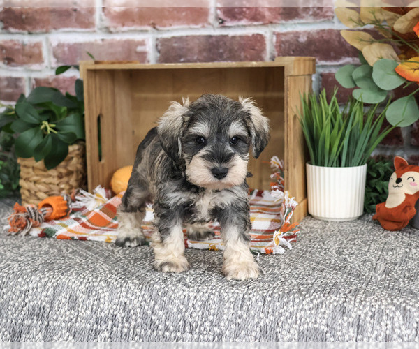 Medium Photo #3 Schnauzer (Miniature) Puppy For Sale in SYRACUSE, IN, USA
