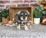 Small #2 Schnauzer (Miniature)