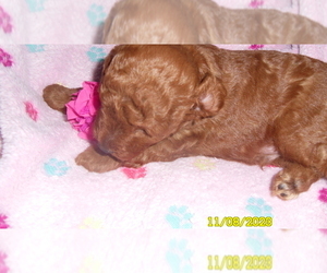 Poodle (Toy) Puppy for sale in DULUTH, GA, USA