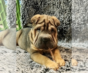 Chinese Shar-Pei Puppy for sale in LANCASTER, PA, USA