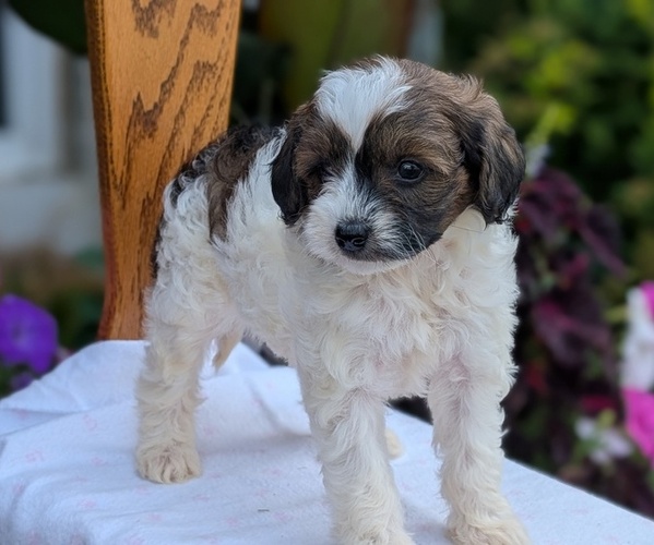 Medium Photo #3 Maltipoo (Toy) Puppy For Sale in GOSHEN, IN, USA